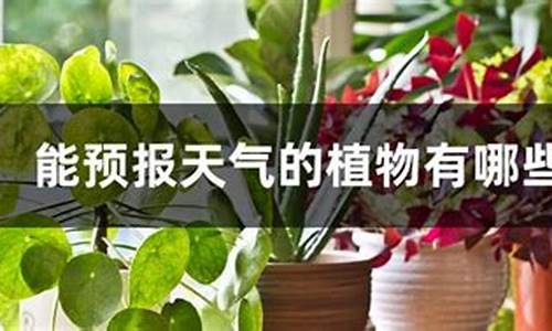 哪些植物能预报天气三年级上册_哪些植物能预报天气